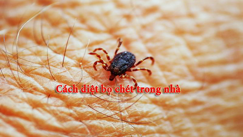 cach-diet-bo-chet-trong-nha-hieu-qua