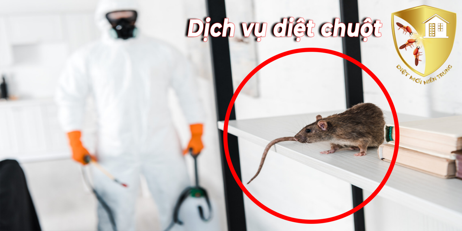 dich-vu-diet-chuot-uy-tin-tai-hoi-an