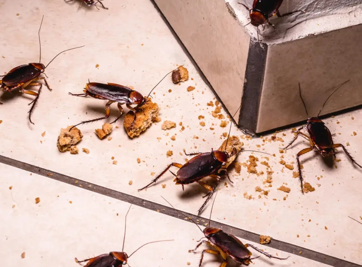 dich-vu-diet-gian-duc-triet-de-tan-goc