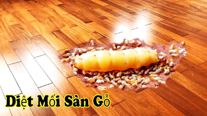 tai-sao-phai-diet-moi-dinh-ky-cho-san-go