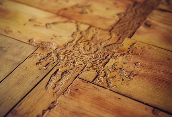 tai-sao-phai-diet-moi-dinh-ky-cho-san-go