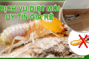 Cập Nhật Báo Giá Phòng Chống Mối Nhà Dân Dụng Của Công Ty Tiến Trương