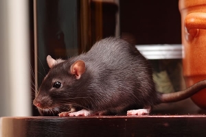 Chuyên cung cấp dịch vụ diệt chuột trong kho hàng hiệu quả an toàn