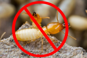 Công Ty Phòng Chống Mối Công Trình Quảng Nam Uy Tín, Chuyên Nghiệp