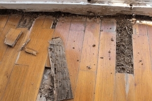 Đâu là cách xử lý mối mọt cho gỗ nội thất hiệu quả nhất?