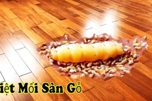 Dịch Vụ Diệt Mối Tận Gốc Đà Nẵng – Bảo Vệ Ngôi Nhà Bạn Khỏi 