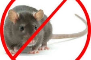 Diệt Chuột Tận Gốc Cho Kho Bãi Xí Nghiệp: Chiến Lược Quản Lý Bền Vững 2026