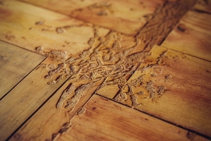 Hướng Dẫn Chi Tiết Cách Phòng Chống Mối Cho Nhà Mới Đà Nẵng